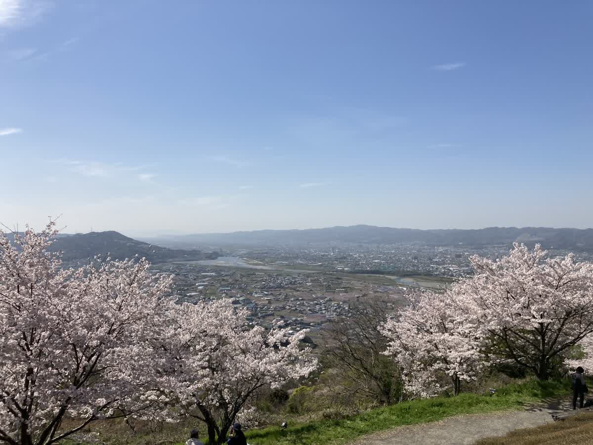 最初が峰展望台の天空の桜と紀の川流域の眺め